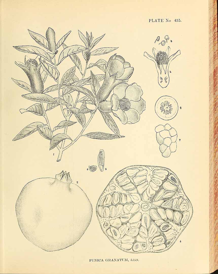 no HD illustration available (3)