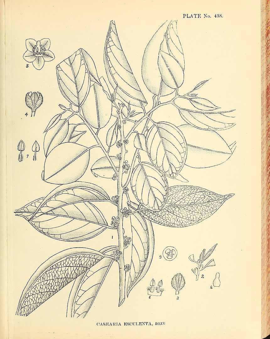 no HD illustration available (3)