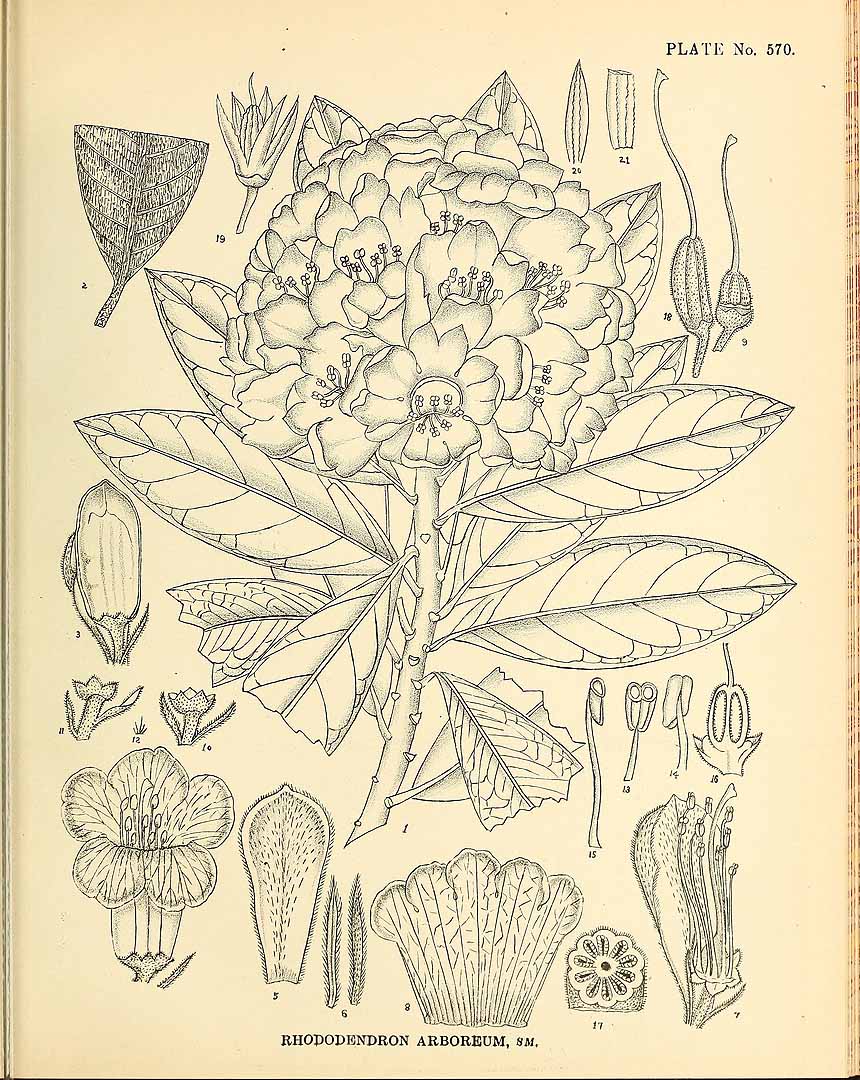 no HD illustration available (3)