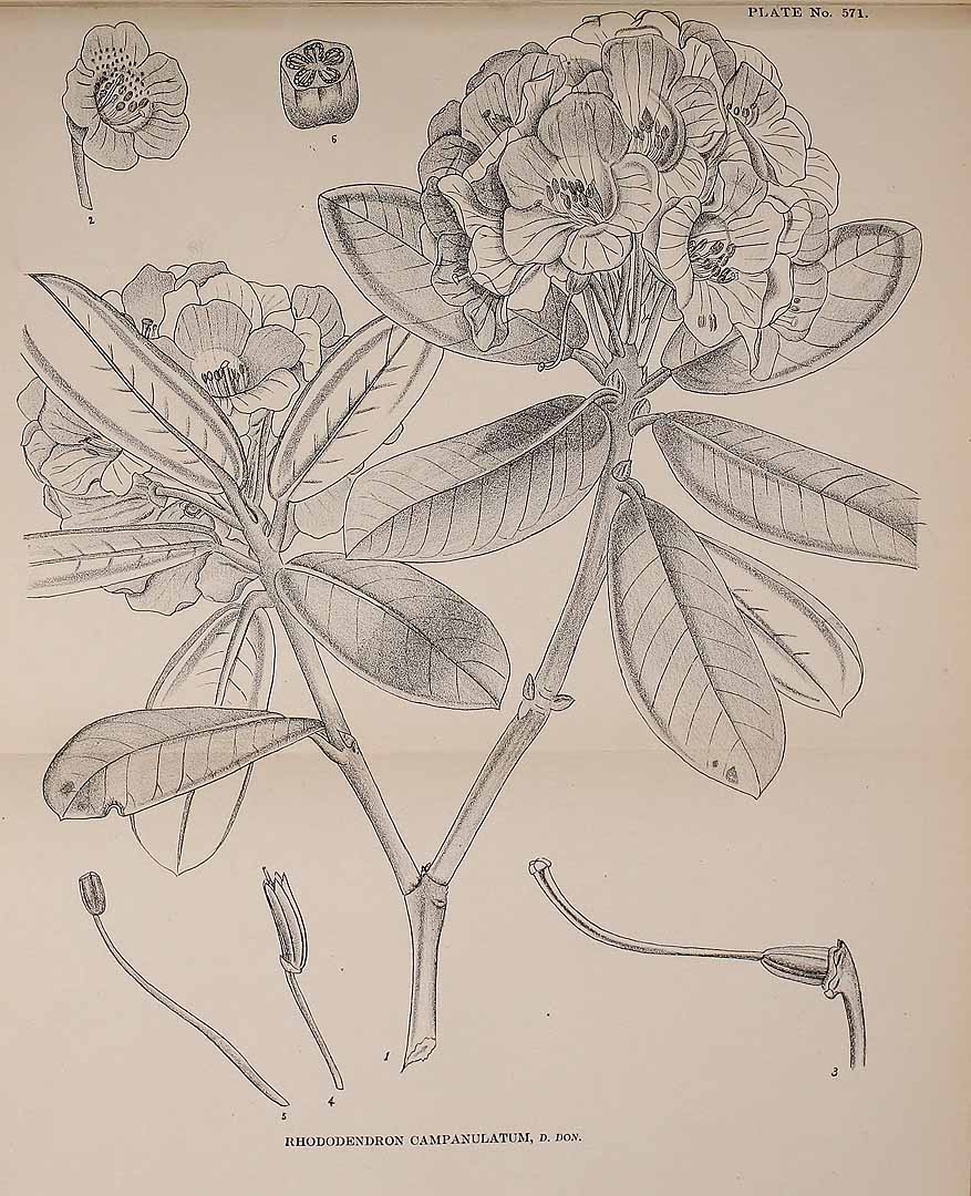 no HD illustration available (3)