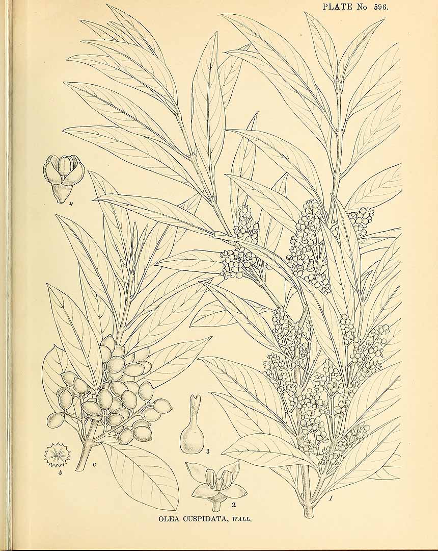 no HD illustration available (3)