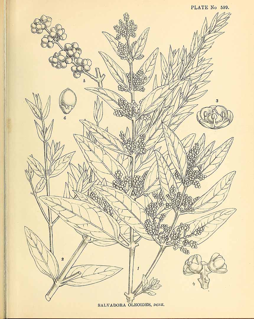 no HD illustration available (3)