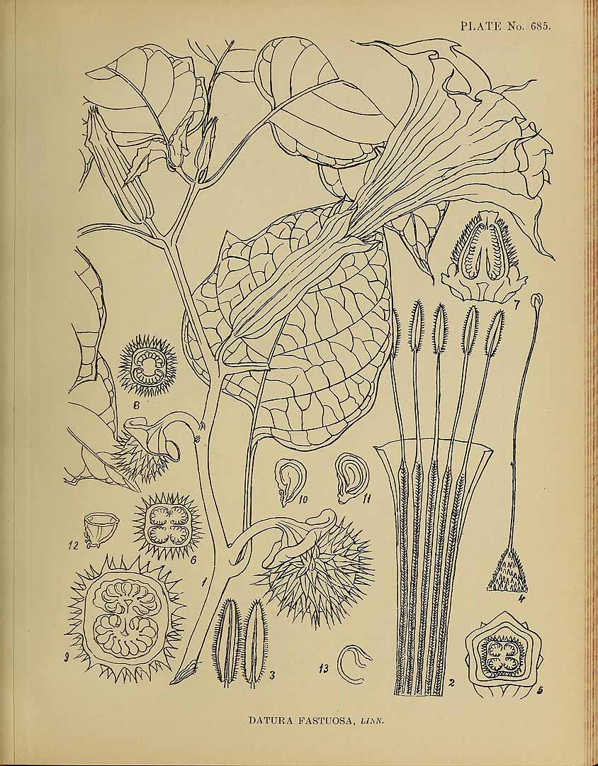 no HD illustration available (3)