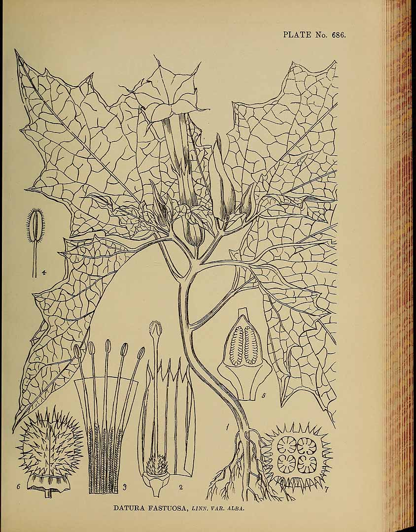 no HD illustration available (3)