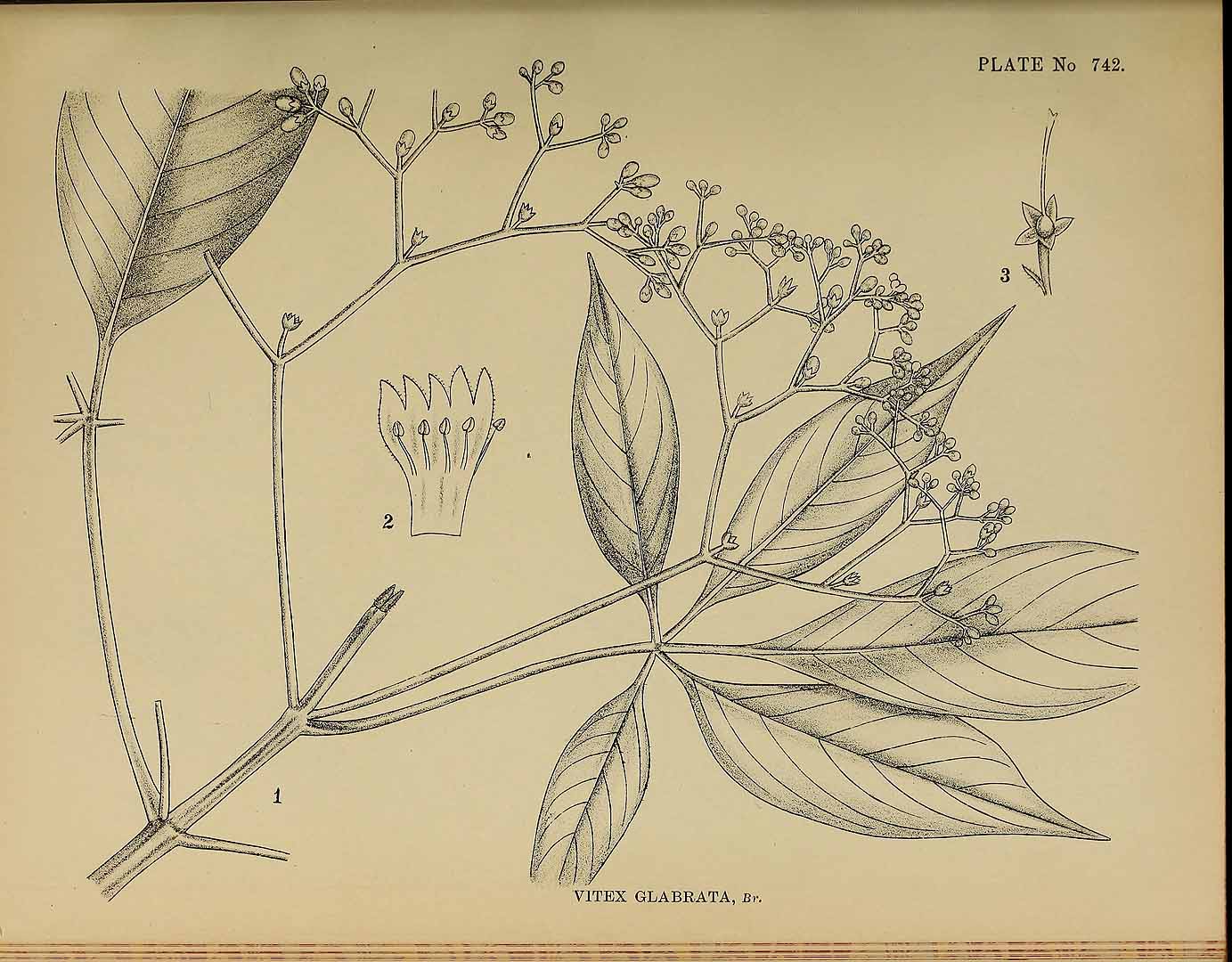 no HD illustration available (3)