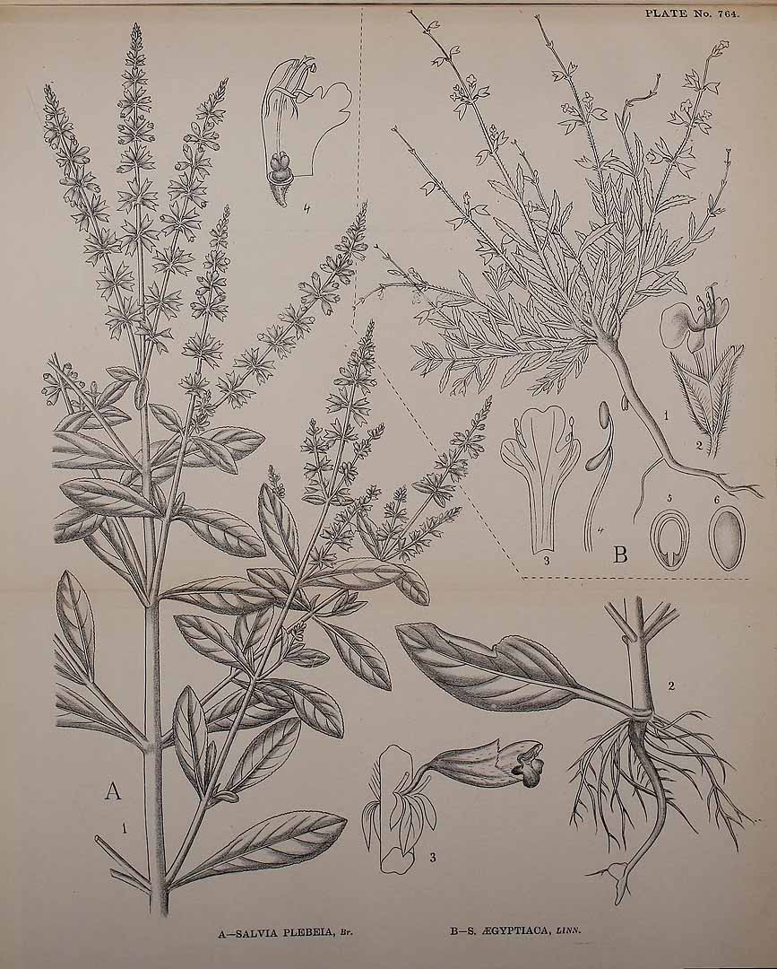 no HD illustration available (3)