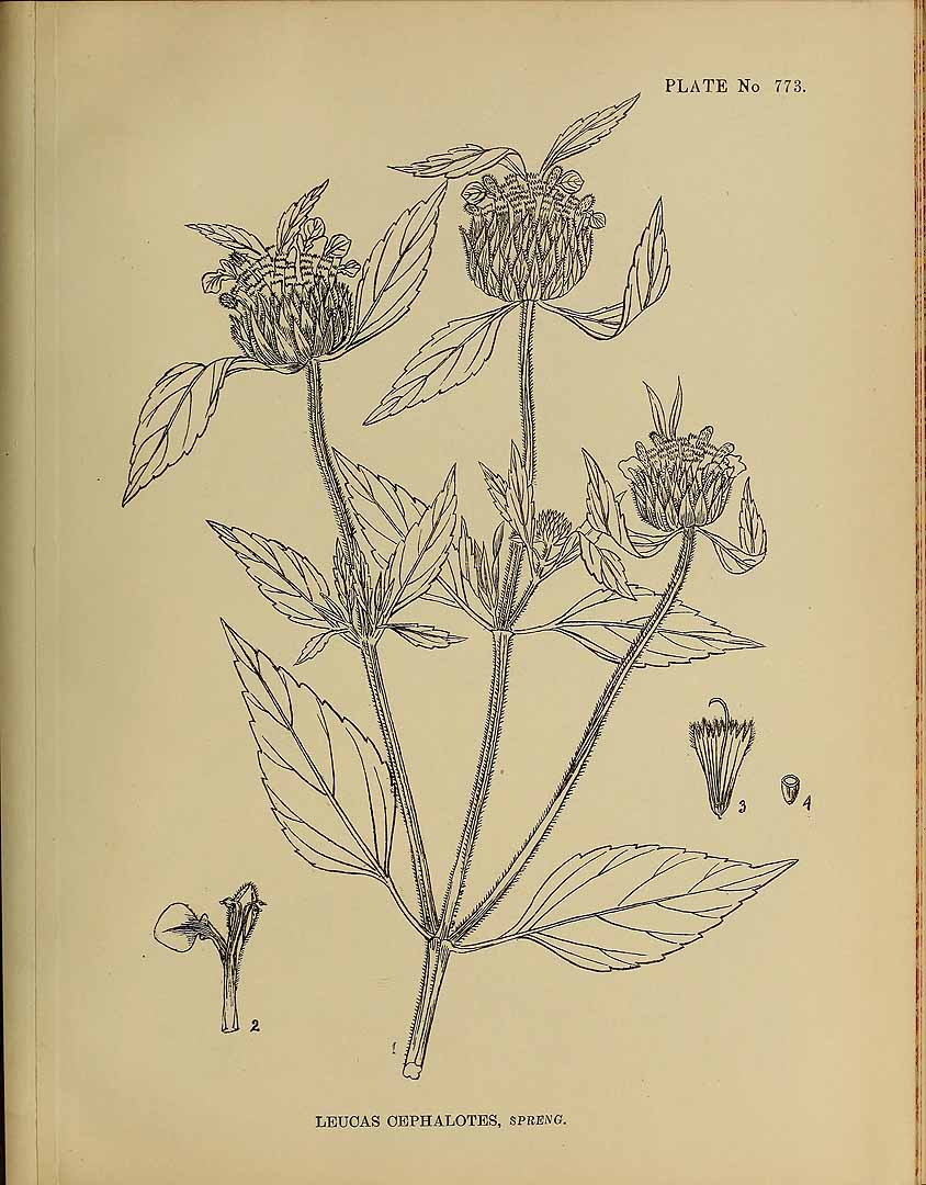 no HD illustration available (3)