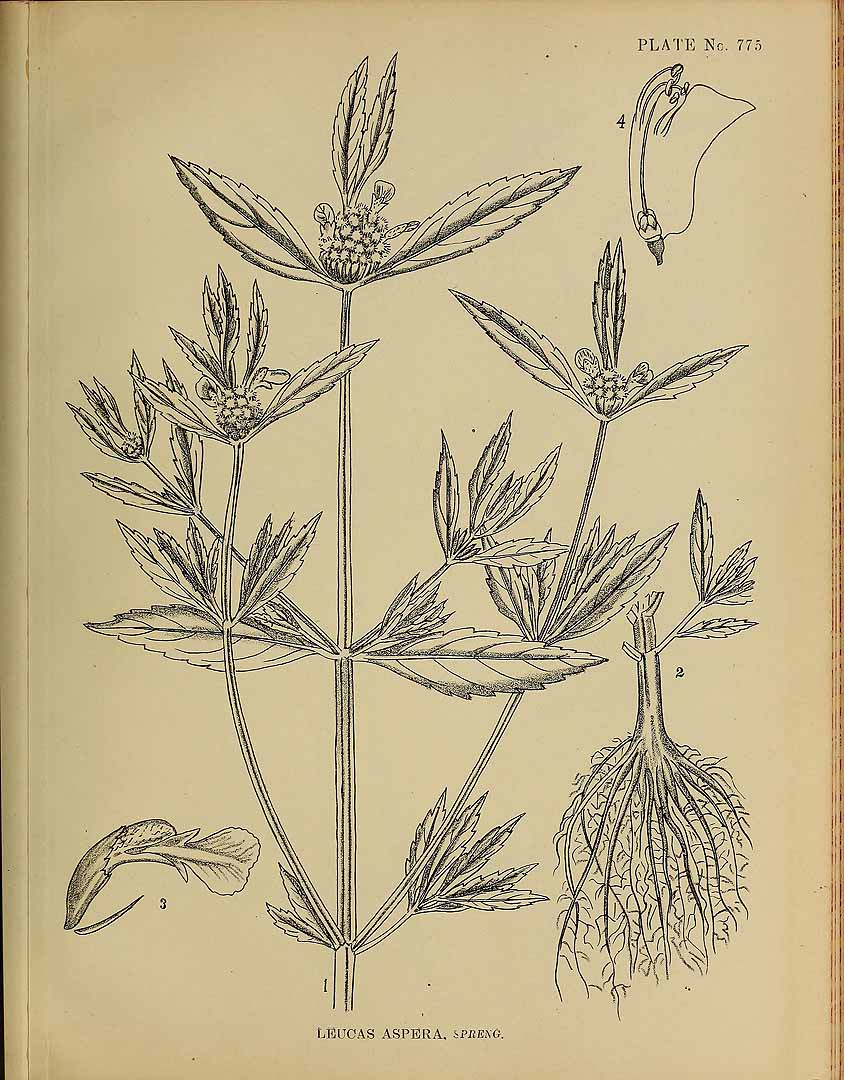 no HD illustration available (3)