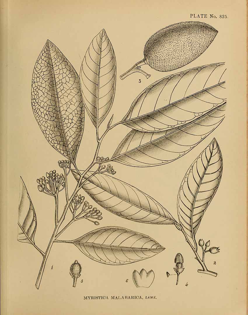 no HD illustration available (3)