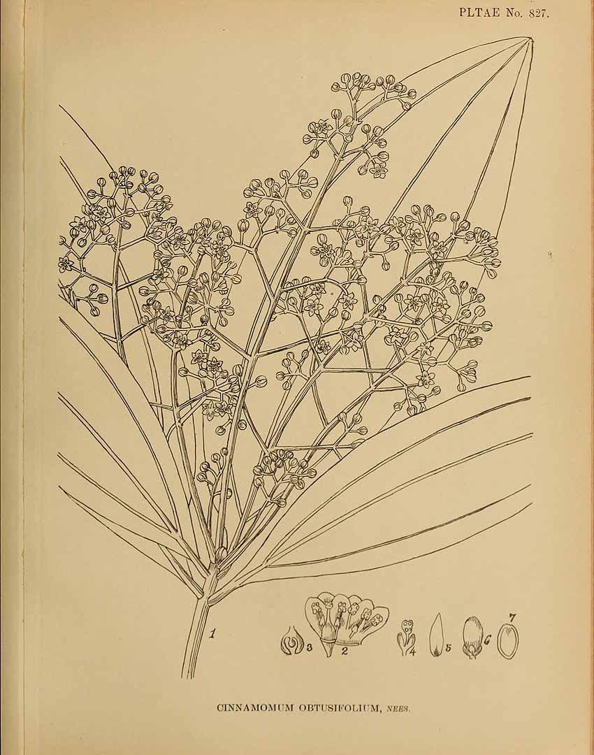 no HD illustration available (3)