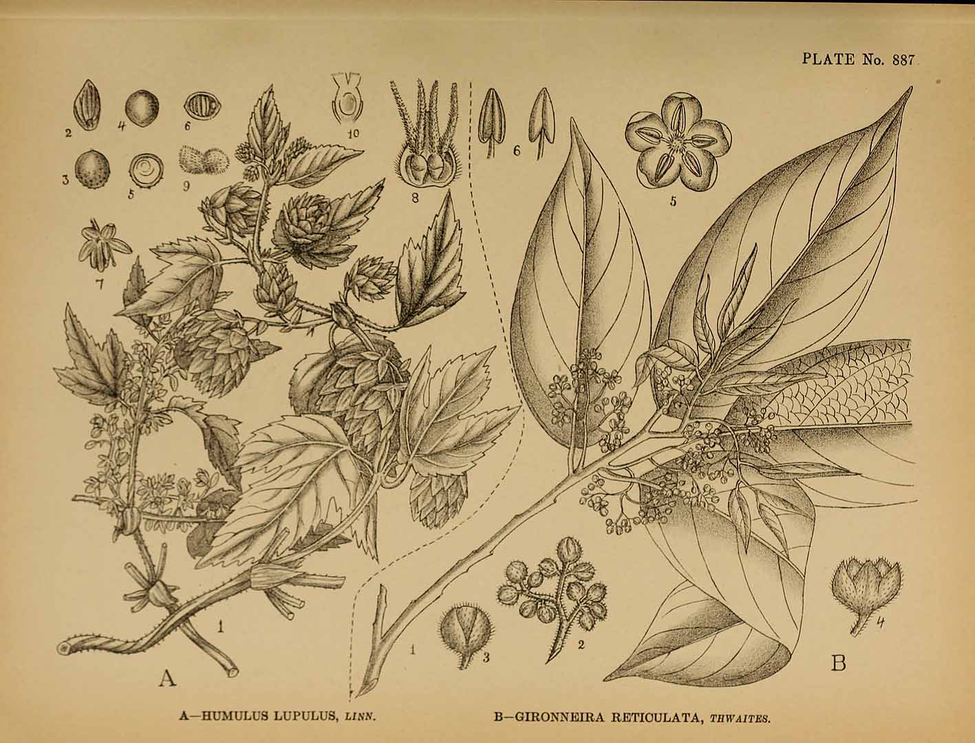 no HD illustration available (3)