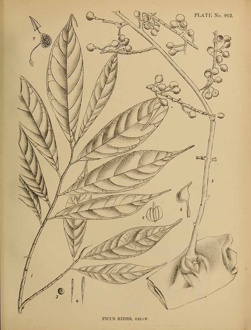 no HD illustration available (3)