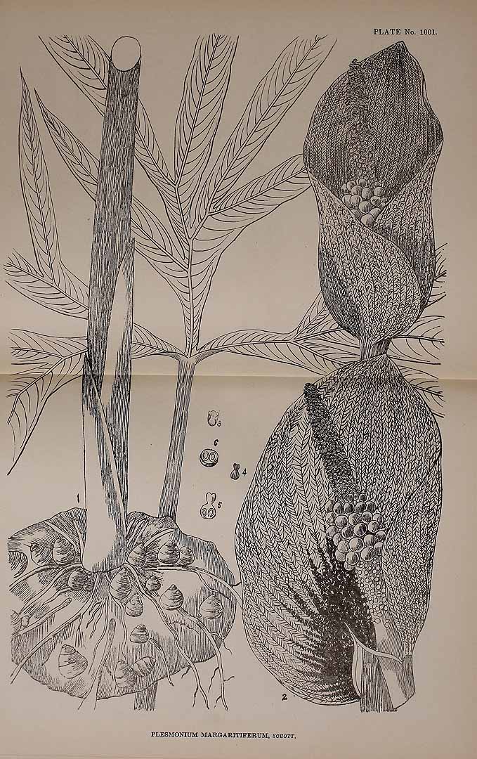 no HD illustration available (3)