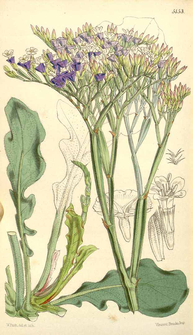 no HD illustration available (3)