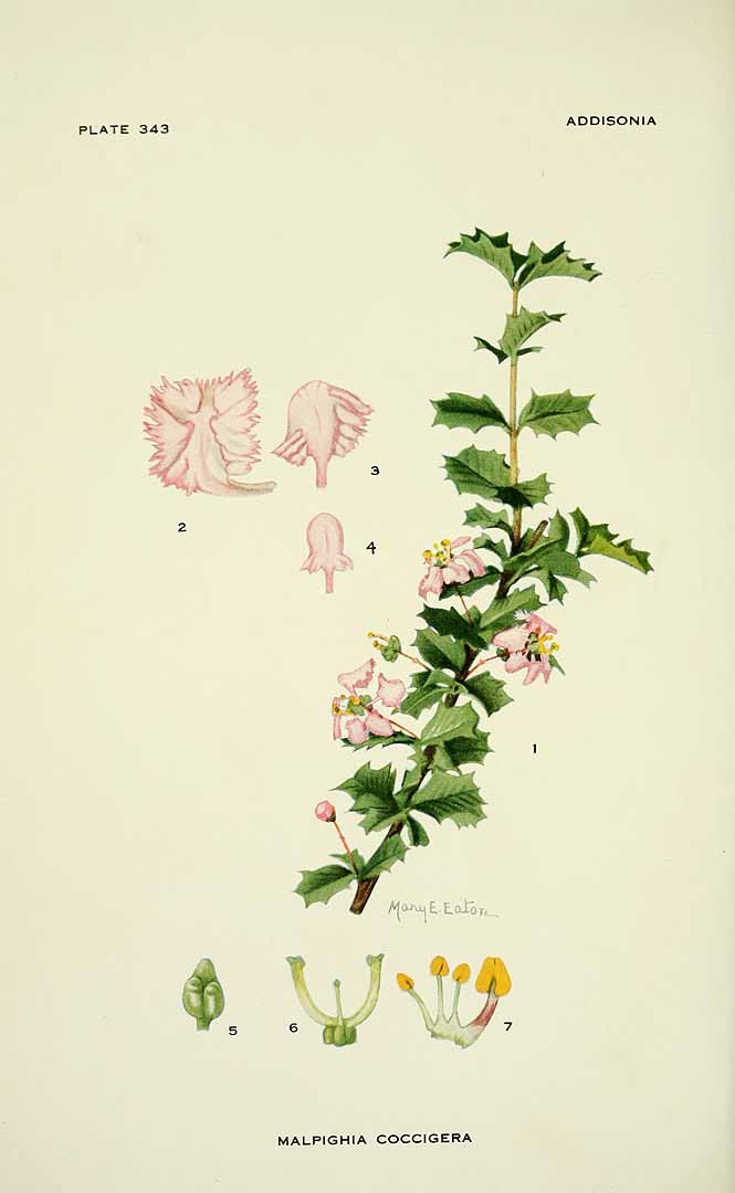 no HD illustration available (3)