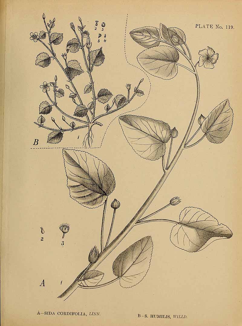 no HD illustration available (3)