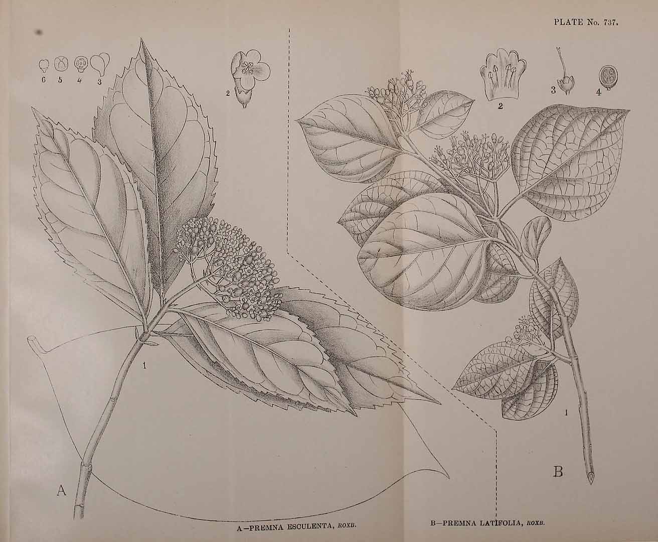 no HD illustration available (3)