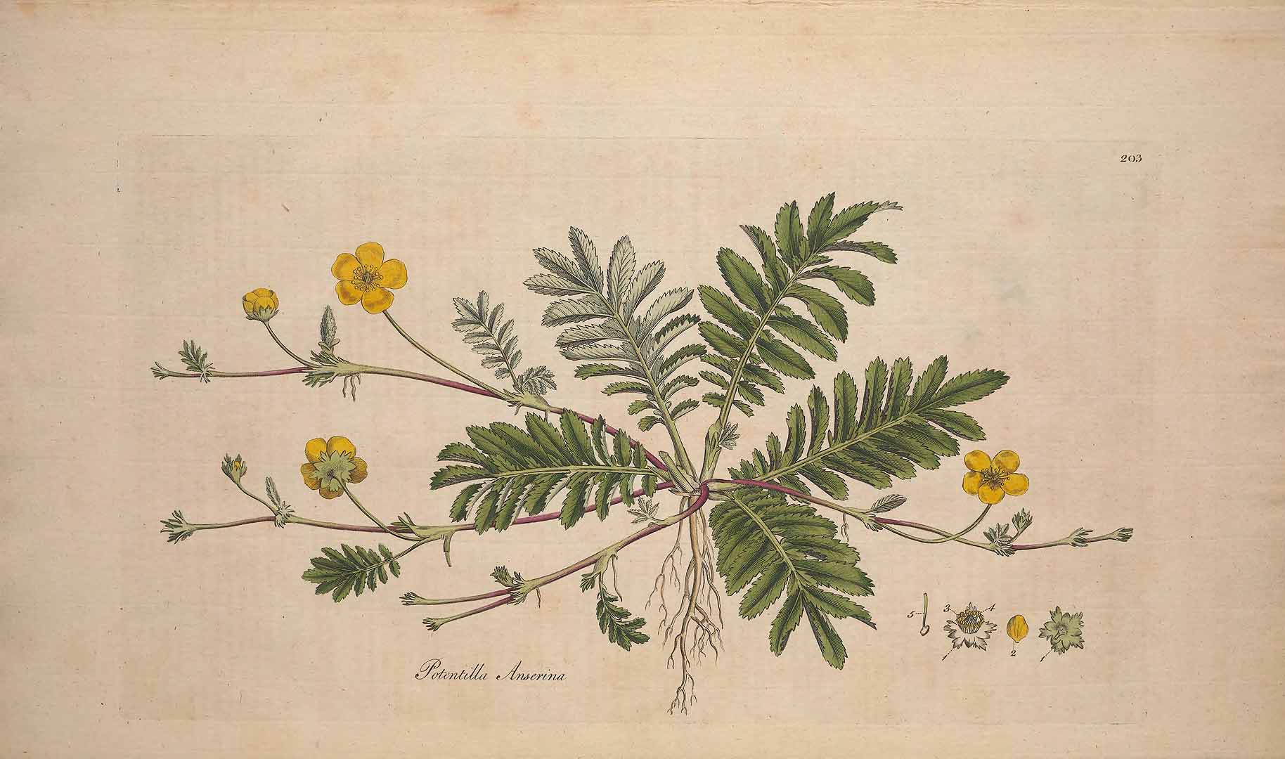 no HD illustration available (3)