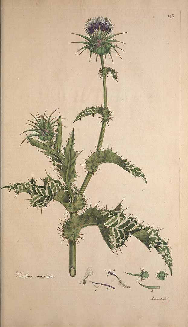 no HD illustration available (3)