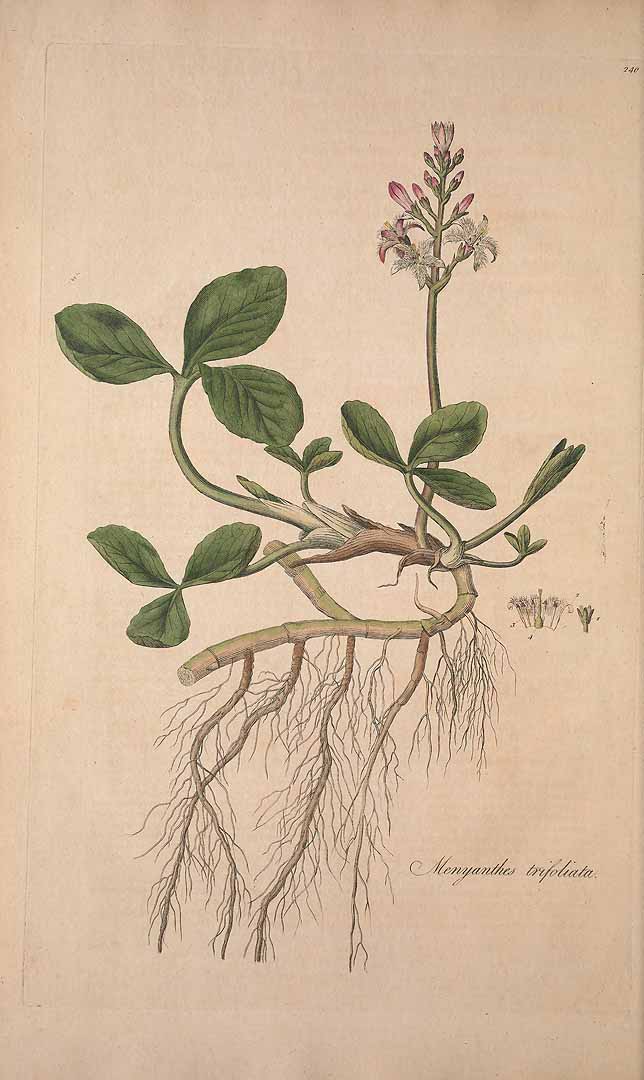 no HD illustration available (3)