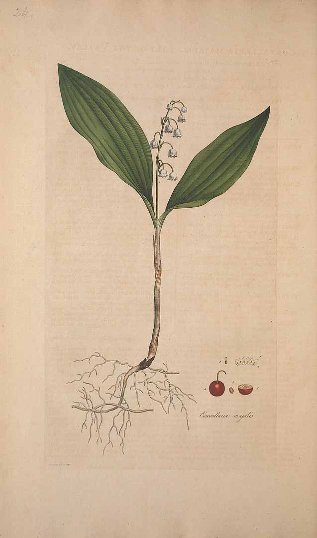 no HD illustration available (3)