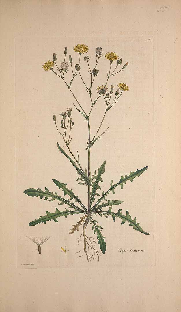 no HD illustration available (3)