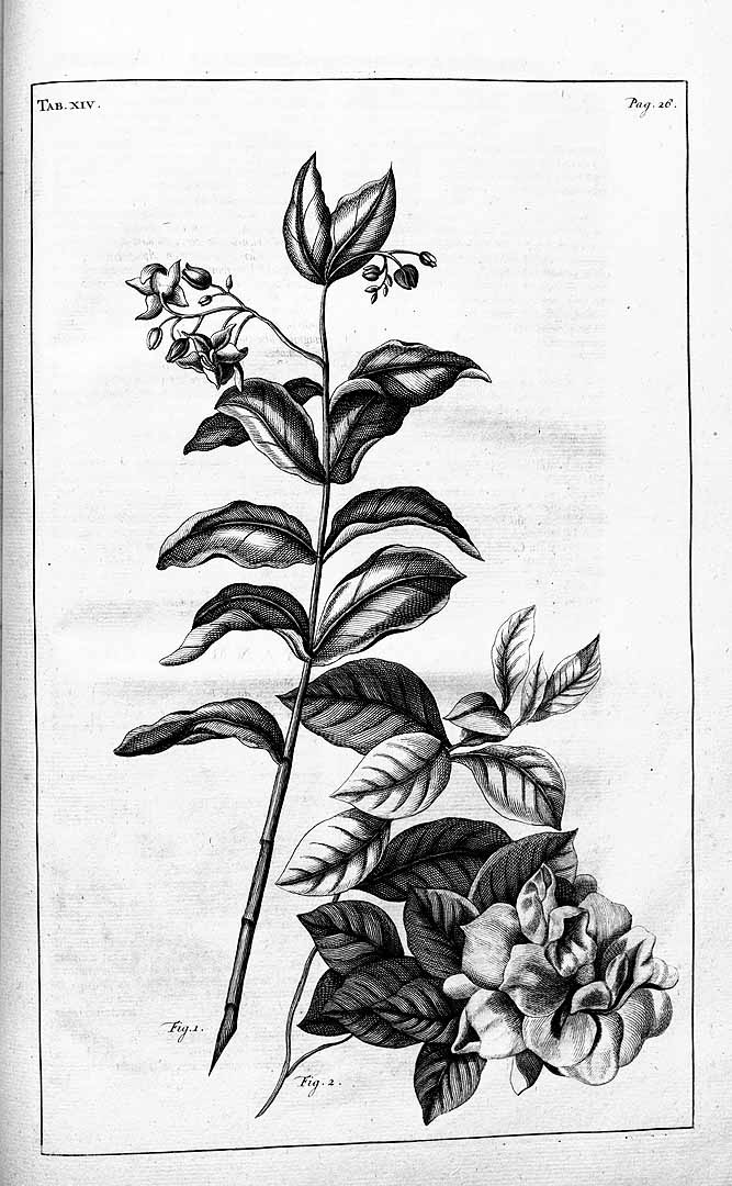 no HD illustration available (3)