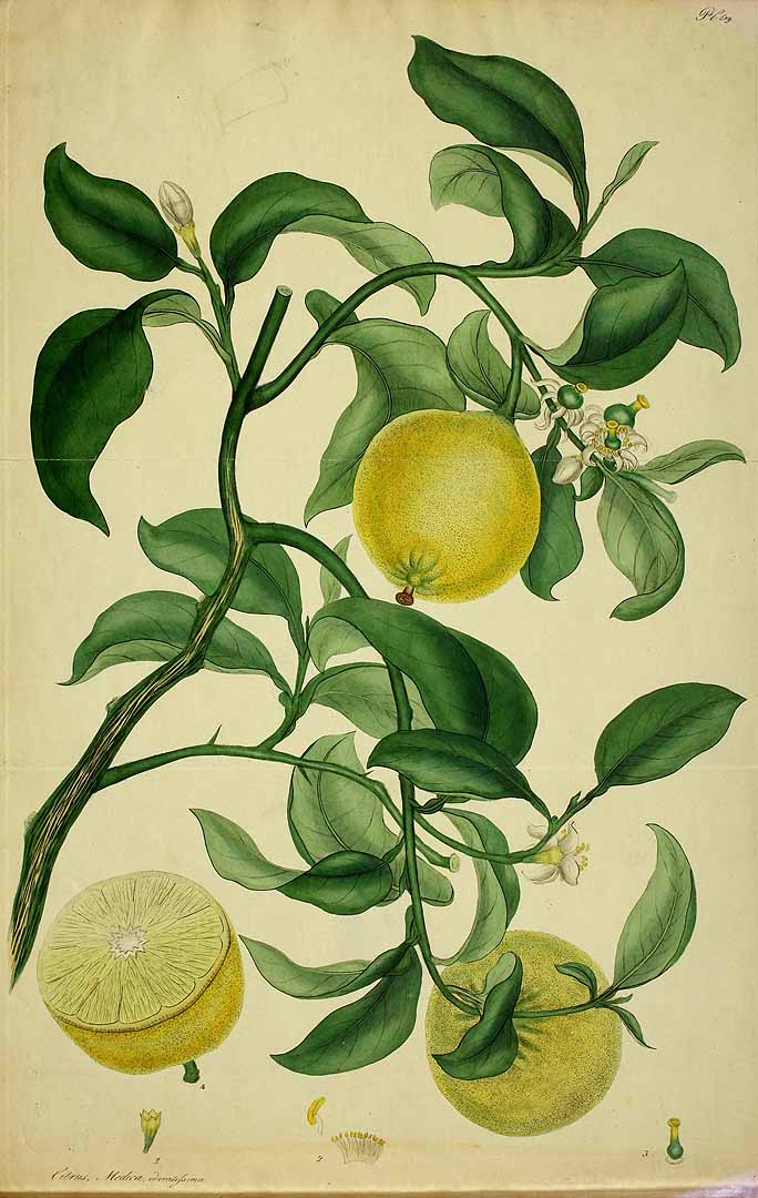 no HD illustration available (3)