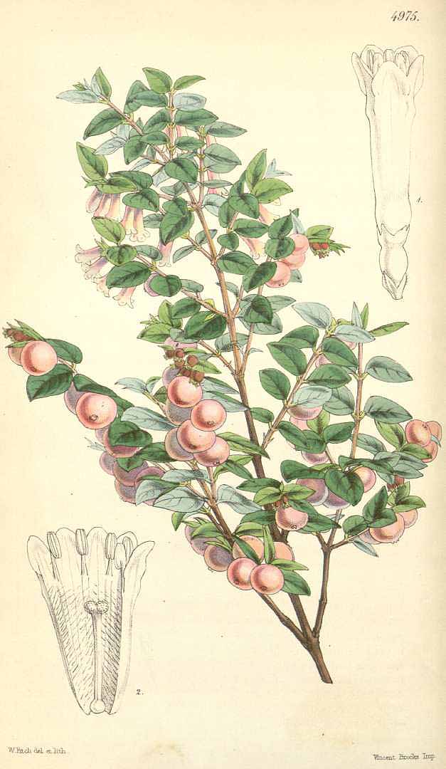 no HD illustration available (3)