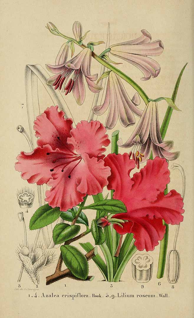 no HD illustration available (3)