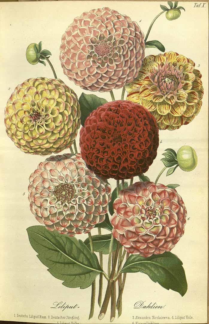 no HD illustration available (3)