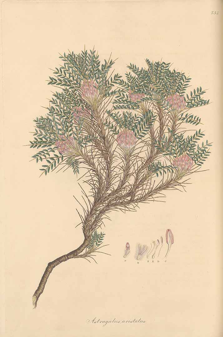 no HD illustration available (3)