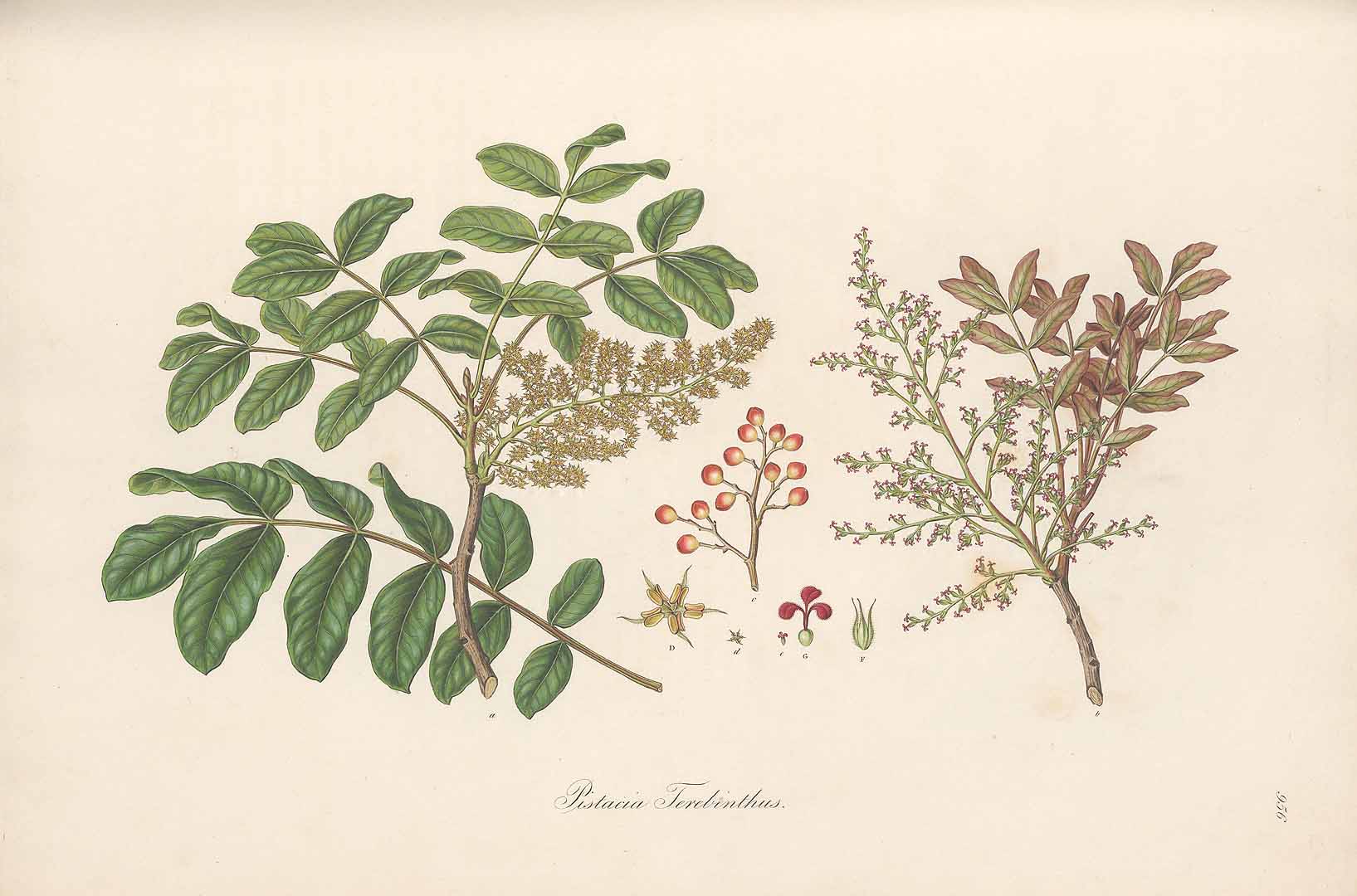 no HD illustration available (3)