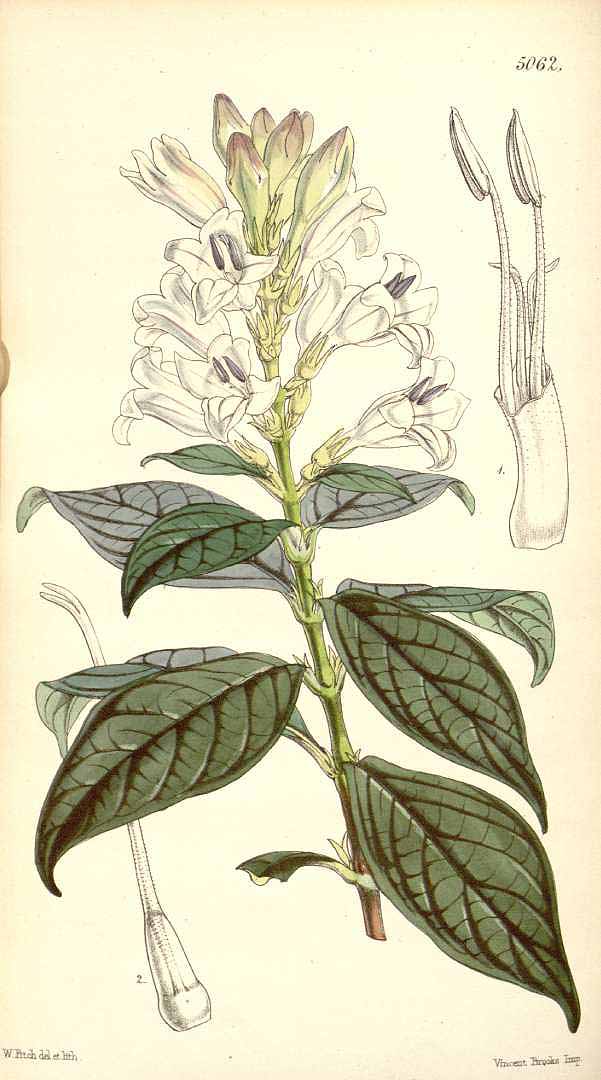 no HD illustration available (3)