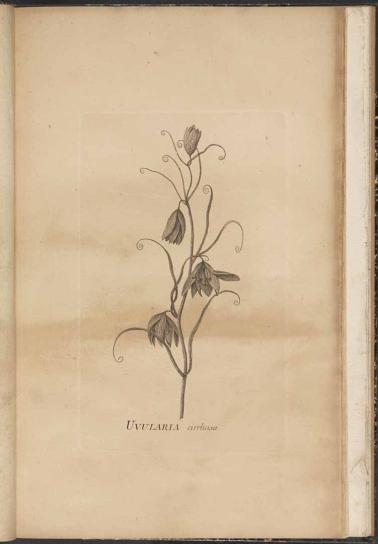 no HD illustration available (3)