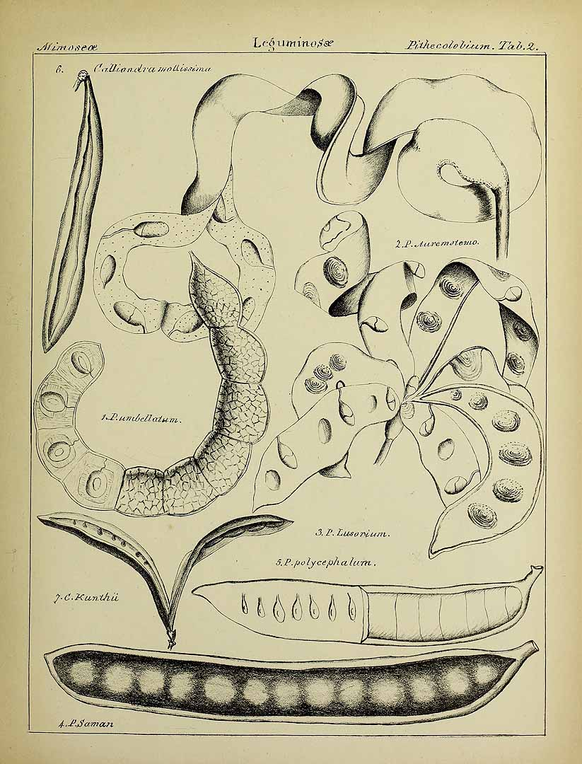 no HD illustration available (3)