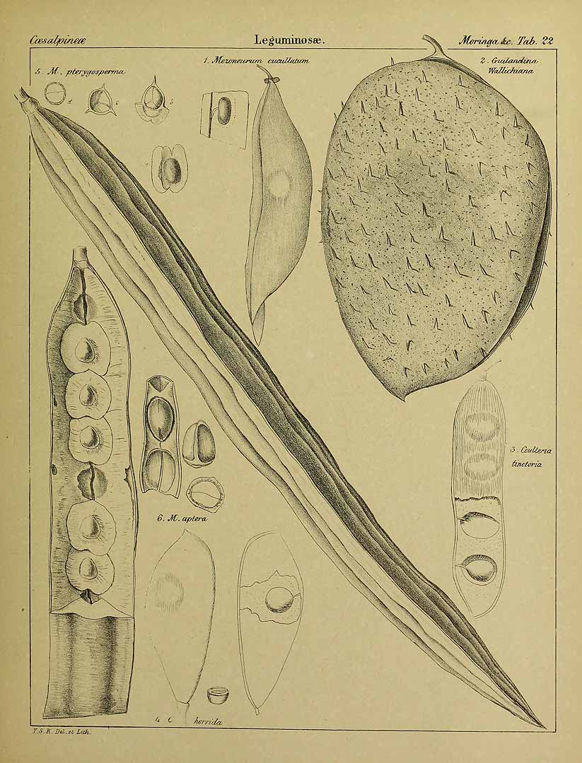 no HD illustration available (3)