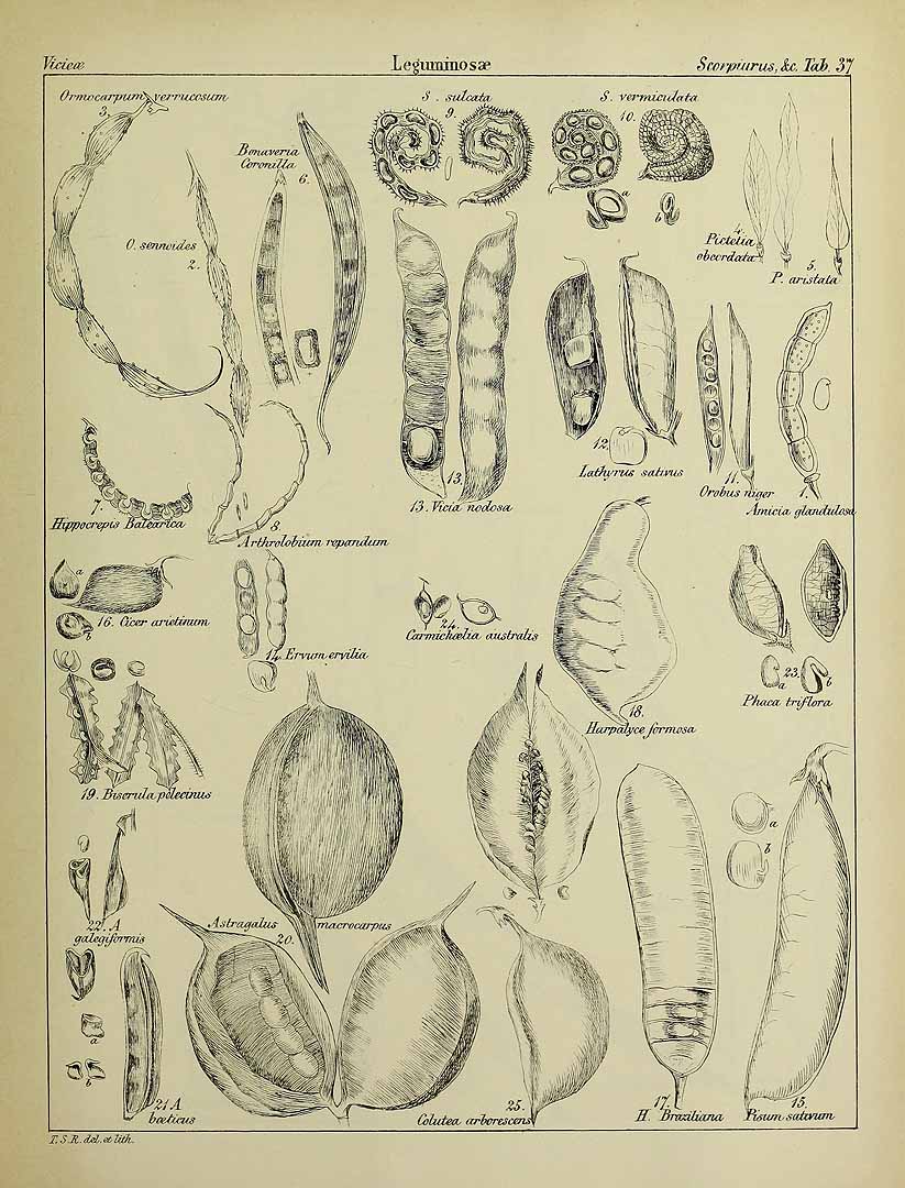 no HD illustration available (3)