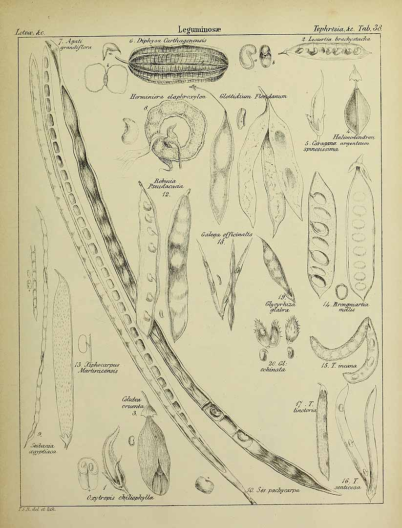 no HD illustration available (3)