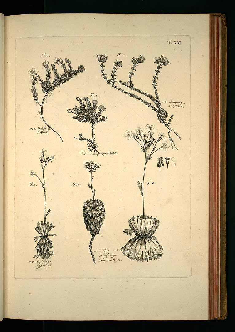 no HD illustration available (3)