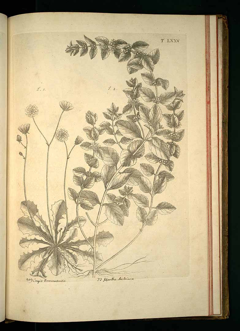 no HD illustration available (3)