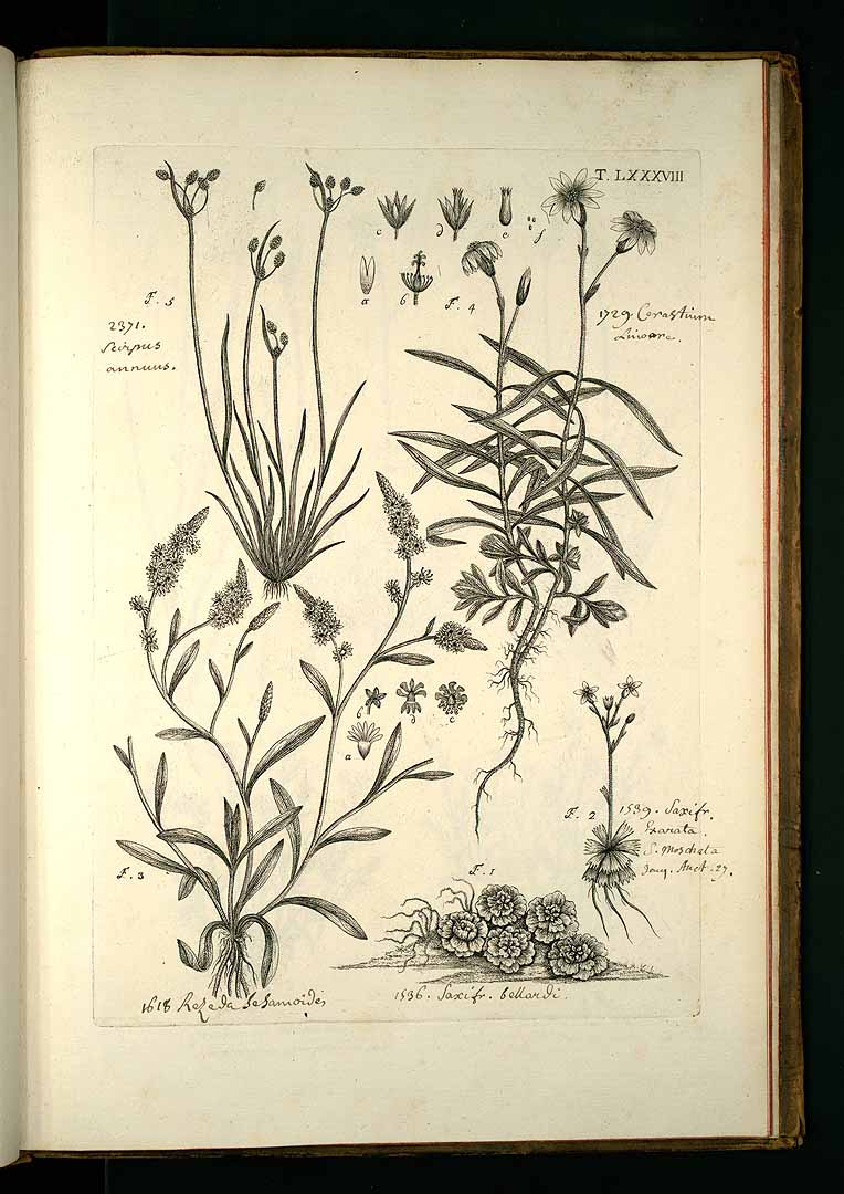 no HD illustration available (3)