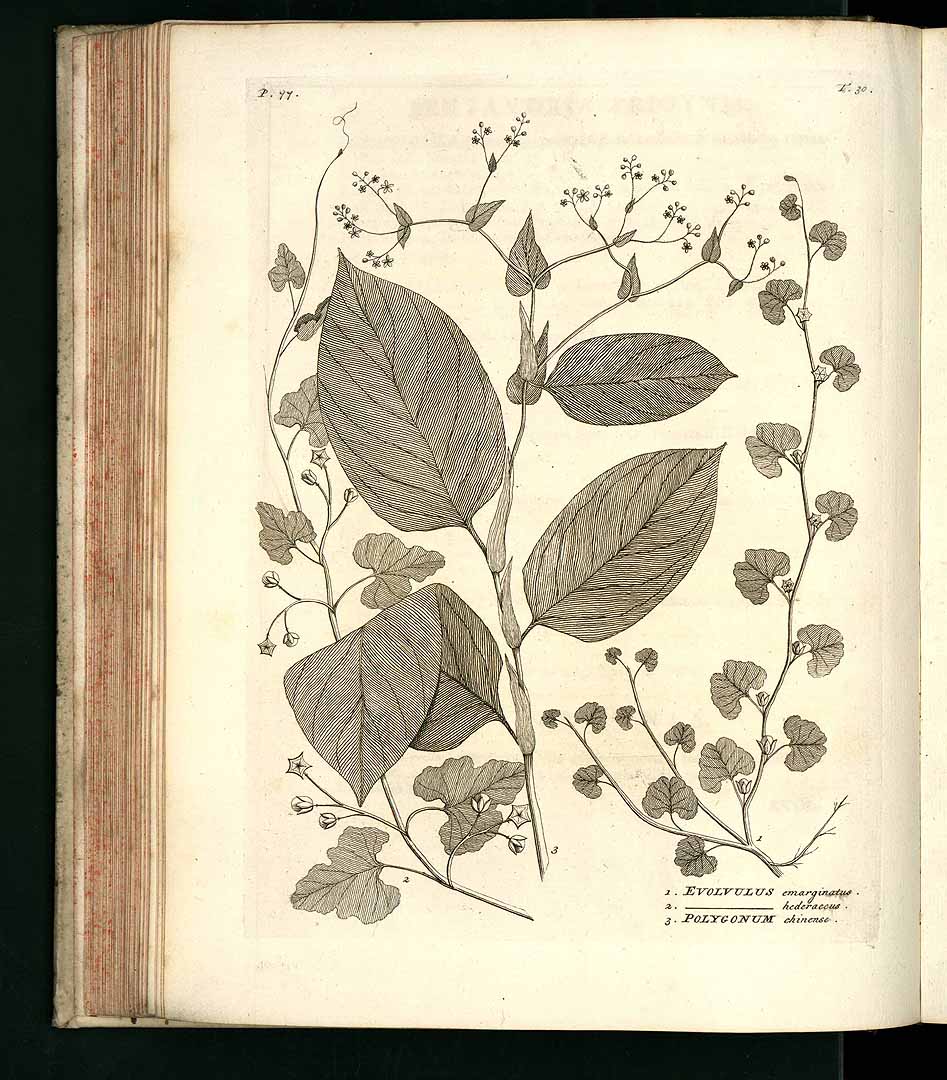 no HD illustration available (3)