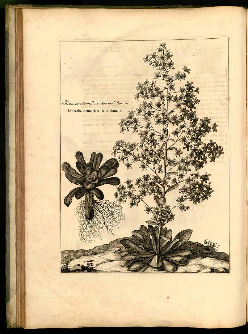 no HD illustration available (3)