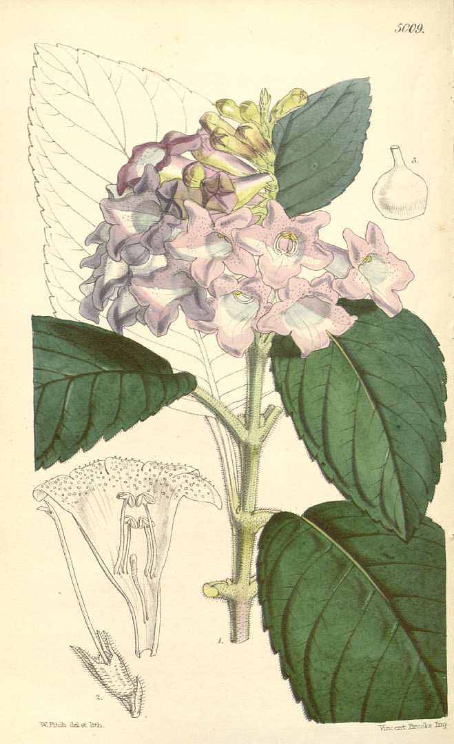 no HD illustration available (3)