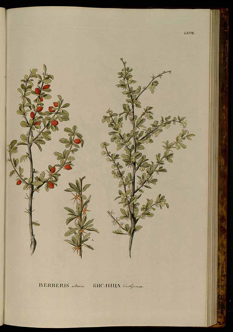 no HD illustration available (3)