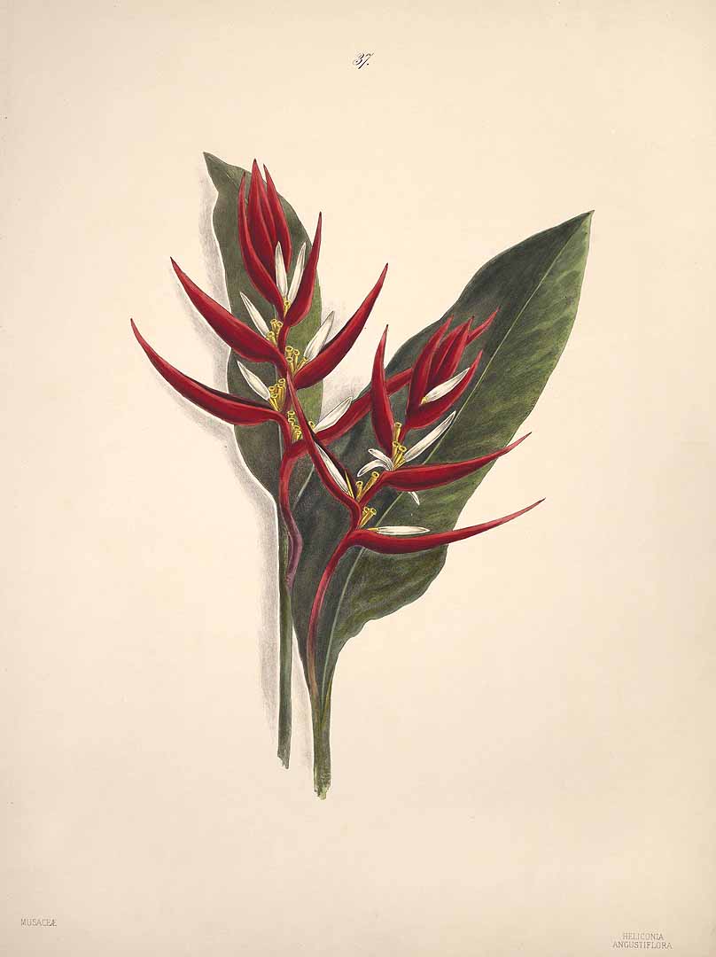 no HD illustration available (3)