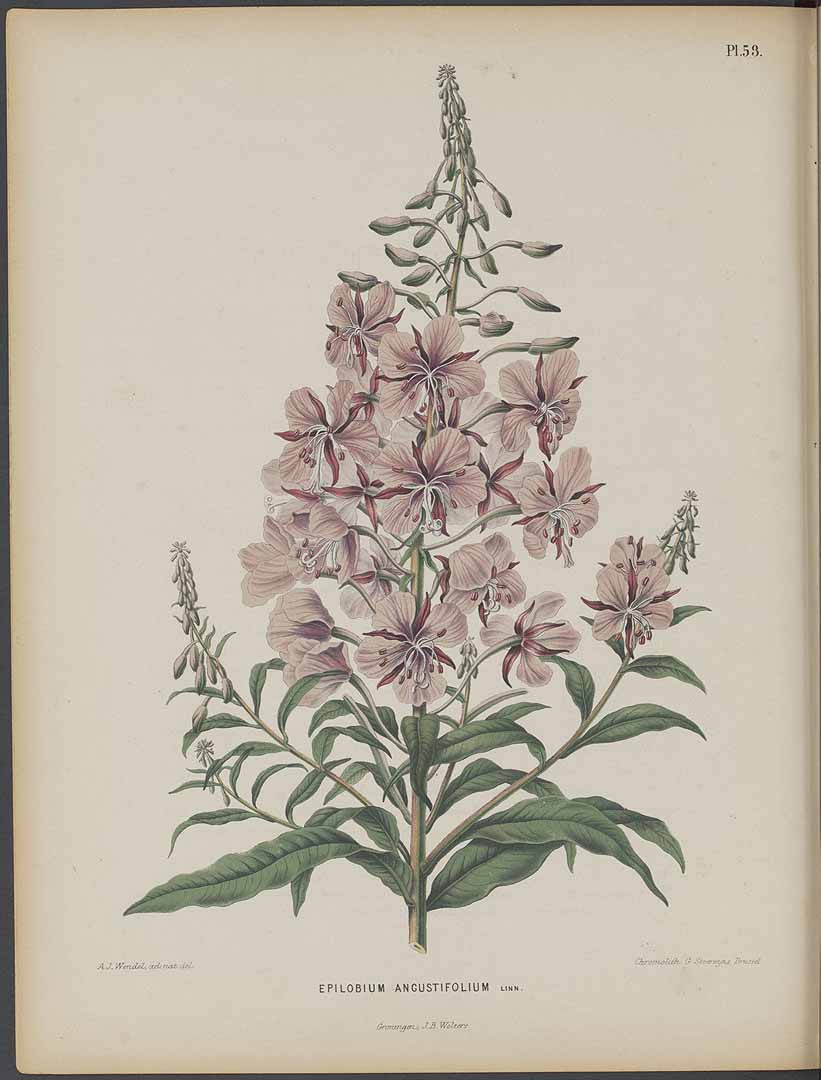 no HD illustration available (3)