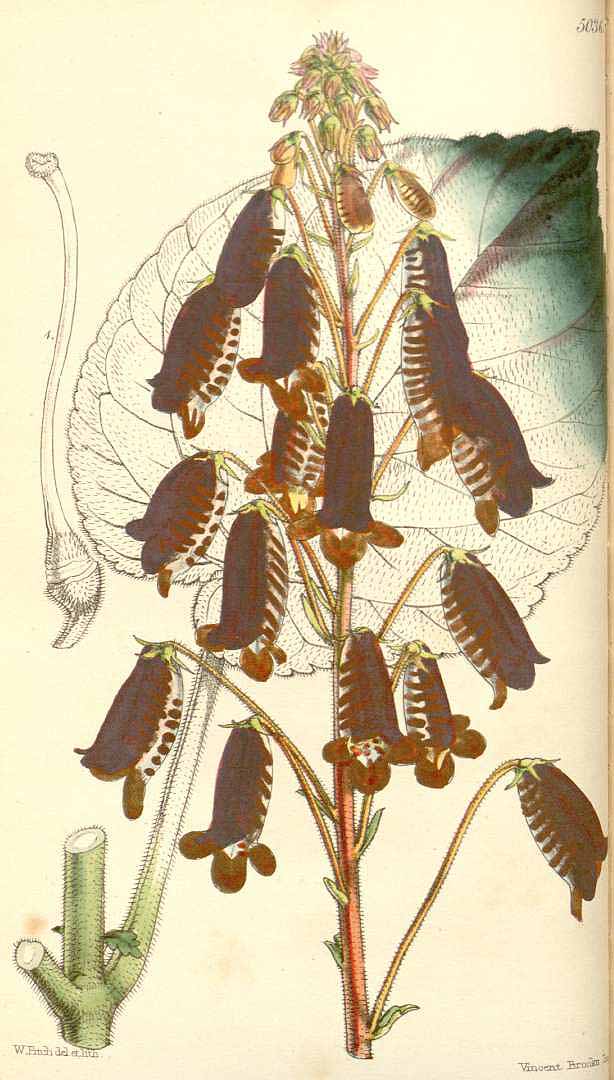 no HD illustration available (3)