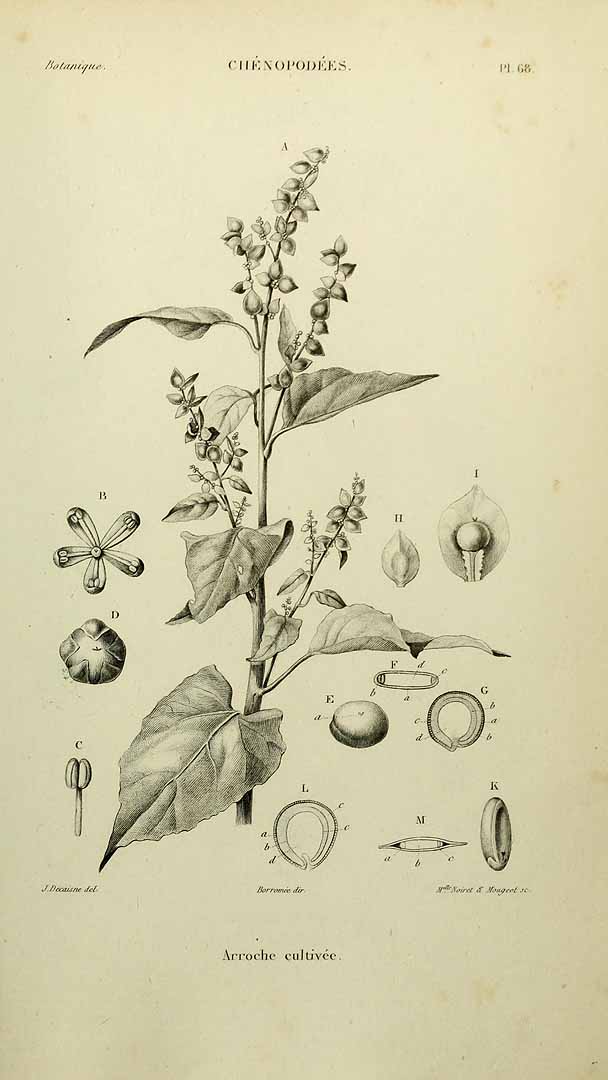 no HD illustration available (3)